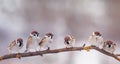 card with many little funny birds sparrows sitting in Sunny garden on a branch in the spring