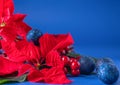 Holiday card - red flower poinsettia, fir cone, Christmas decorations on blue background. Close up. Royalty Free Stock Photo