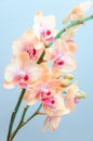 Light orange orchid flowers on light blue background Royalty Free Stock Photo