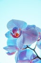 Neon blue orchid flowers on light background Royalty Free Stock Photo
