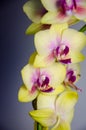 Light yellow orchid flowers on dark blue background Royalty Free Stock Photo