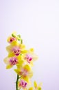 Yellow orchid flowers on light blue background Royalty Free Stock Photo