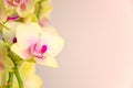 Light yellow orchid flowers on pink background Royalty Free Stock Photo