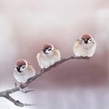 Holiday card with three little funny Sparrow birds sitting in a Sunny Park fluffing their feathers Royalty Free Stock Photo
