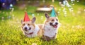 two funny Corgi dogs lie in the green grass in colored caps with soap bubbles on a Sunny clear day Royalty Free Stock Photo