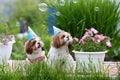 Holiday card two funny shih tzu dogs lie in the green grass in caps with soap bubbles on a Sunny clear day