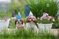 Holiday card two funny shih tzu dogs lie in the green grass in caps with soap bubbles on a Sunny clear day