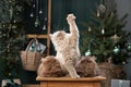 Holiday cheer with playful Scottish kittens. Studio shot of fluffy felines among Christmas decorv Royalty Free Stock Photo