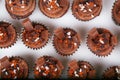 Holiday Chocolate Cupcakes Royalty Free Stock Photo