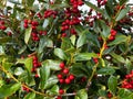 Holiday christmas holly tree bush red berry shrubbery berries yuletide nature spirit mistletoe background Royalty Free Stock Photo