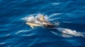 Dolphin taking a breath in blue water Royalty Free Stock Photo