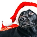 Holiday dog Royalty Free Stock Photo