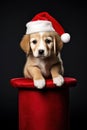 Holiday dog cute pet christmas background animal puppy Royalty Free Stock Photo