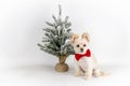 Holiday Dog sitting next to Christmas Tree