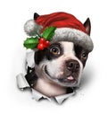 Holiday Dog Royalty Free Stock Photo