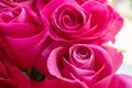 Holiday flowers as a gift-a bouquet of beautiful delicate pink roses Royalty Free Stock Photo