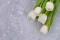 Holiday flowers banner: white tulips