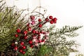 Holiday Holly and Greenery Background Royalty Free Stock Photo