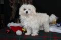 Holiday Malteese Puppy Royalty Free Stock Photo