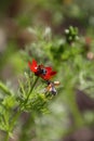 Beetle on flowers. Longing for summer.