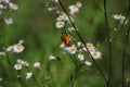 Buterfly on flowers. Longing for summer.