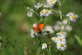 Buterfly on flowers. Longing for summer.