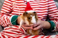 Holiday Pets Christmas guinea pig Cute boy hugs his pets guinea pig Boy in red Santa Hat Royalty Free Stock Photo