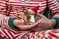 Holiday Pets Christmas guinea pig Cute boy hugs his pets guinea pig Boy in red Santa Hat Royalty Free Stock Photo