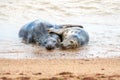 Holiday romance. Breeding pair of grey seals hugging on the sand