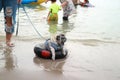 Holiday sea landscape Pug dogs play in the sea, toys, outdoor activities for fun to play. Summer relaxation Royalty Free Stock Photo