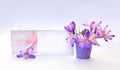 Holiday spring composition, white gift box with pink ribbon and paper blank sheet with space for text and flowers violet crocuses Royalty Free Stock Photo