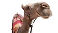 Holiday Travel Camel Smile Funny Royalty Free Stock Photo