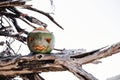 Holiday Vacation Concept. A halloween symbol carved from a young green coconut. Scary face like a pumpkin on a white backdrop Royalty Free Stock Photo