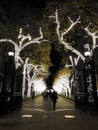 Holiday Winter Lights on Tree Lined Walkway