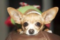 Holiday Wishes: Close-up of Charming Chihuahua in Christmas Dress