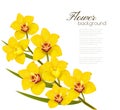 Holiday yellow flowers background. Royalty Free Stock Photo