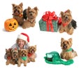 Holiday Yorkie Collection Royalty Free Stock Photo