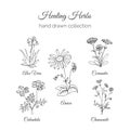 Holistic Medicine. Healing Herbs Illustration. Aloe vera, Arnica, Calendula, Chamomile and Coriande. Vector Ayurvedic