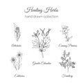 Holistic Medicine. Healing Herbs Illustration. Artichoke, Greater Celandine, Evening Primros, Fumitory and Edelweiss