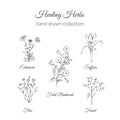 Holistic Medicine. Healing Herbs Illustration. Echinacea, Flax, Field Bindweed, Saffron and Fennel. Vector Ayurvedic