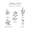 Holistic Medicine. Healing Herbs Illustration. Handdrawn Alfalfa, Oregano, Basil, Cowslip and Wild Strawberry. Health
