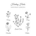Holistic Medicine. Healing Herbs Illustration. Handdrawn Handdrawn Chicory, Dandelion, Lavender Cotton, Mallow and Daisy