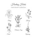 Holistic Medicine. Healing Herbs Illustration. Handdrawn Meadow Sage, Agrimony, Borage, Pansy and Teasel. Health and