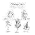 Holistic Medicine. Healing Herbs Illustration. Handdrawn Nasturtium, Nettle, Mint, Licorice and Horsetail. Health and