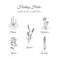 Holistic Medicine. Healing Herbs Illustration. Handdrawn Plantain, Lavender, Globularia, Loosestrife and Yarrow. Vector