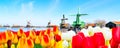 Holland background panorama with tulips and green windmill in traditional village in Holland