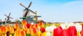 Holland background panorama with tulips and green windmill in traditional village in Holland