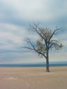 Holland Beach Tree Royalty Free Stock Photo