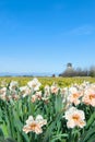 Holland with flower bulbs and windmill Royalty Free Stock Photo