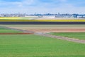 Yellow daffodil and red tulip flowers field Royalty Free Stock Photo